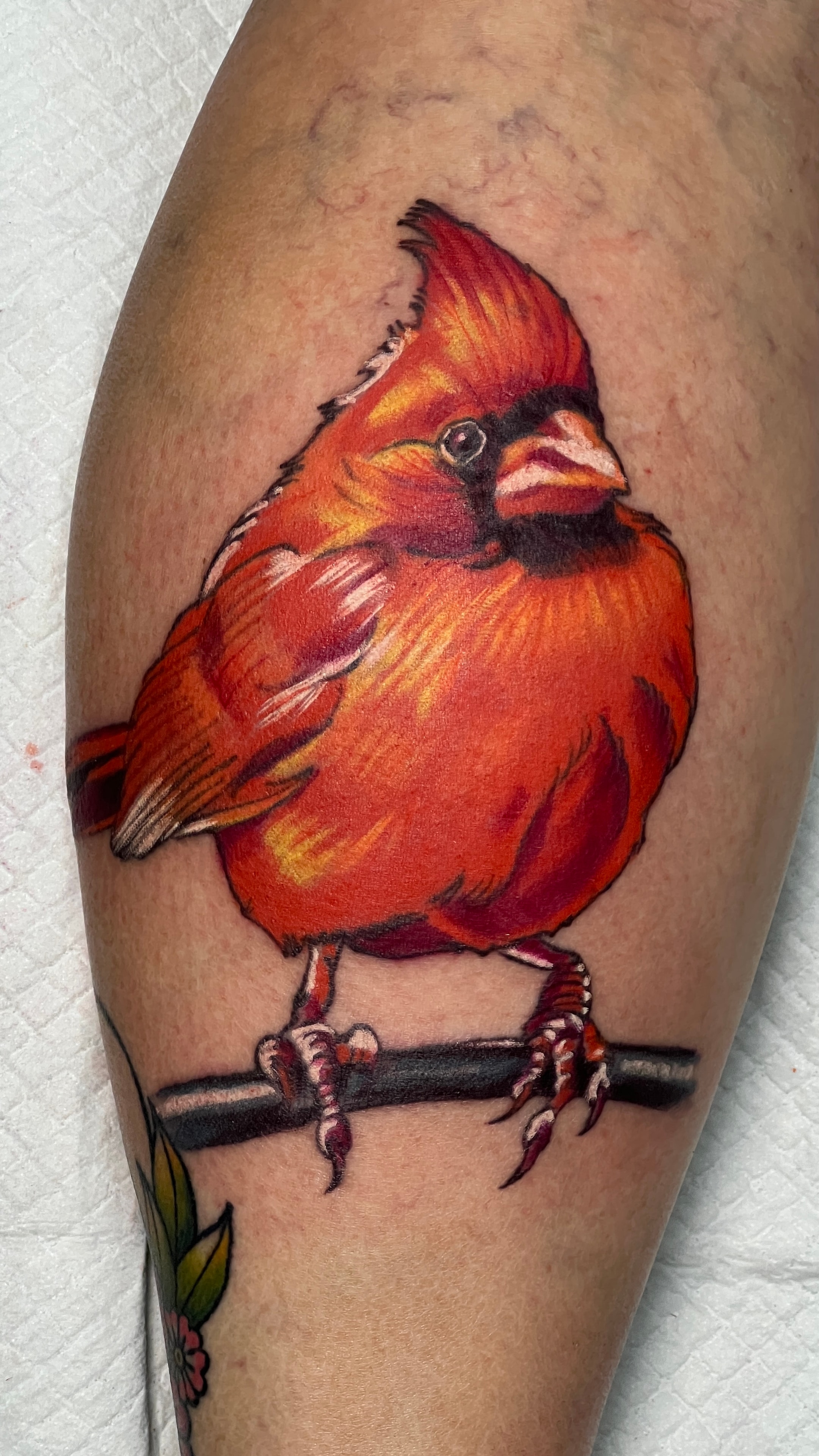 Cardinal